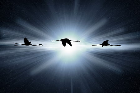 flock of flamingos silhouette photo thumbnail