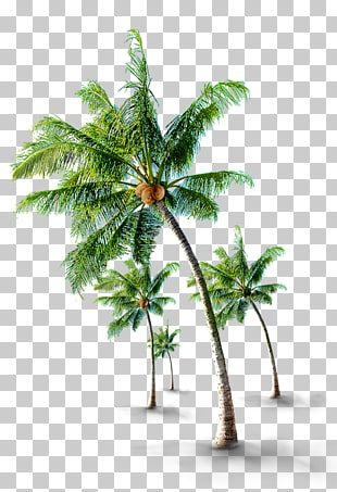 Coconut Arecaceae Tree, Tropical coconut trees, four coconut trees illustration PNG clipart