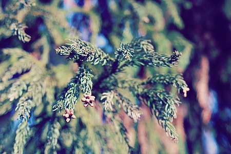 tilt shift lens photography of green leaves thumbnail