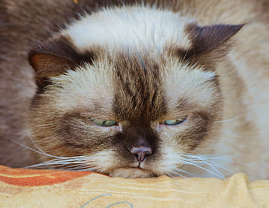 Siamese cat on yellow textile thumbnail
