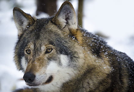 brown and white wolf thumbnail