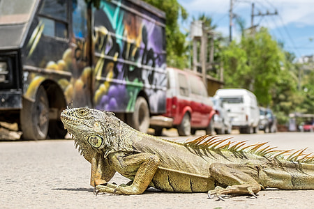 beige bearded dragon on road near vehicles at daytime thumbnail