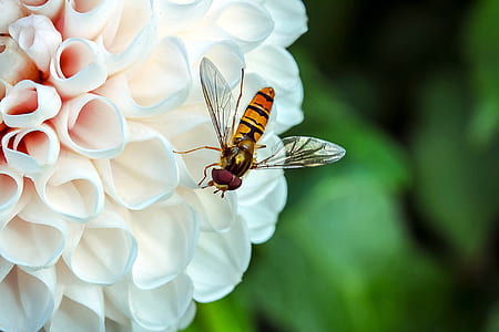orange and black winged insect perched on white and pink dahlia flower thumbnail