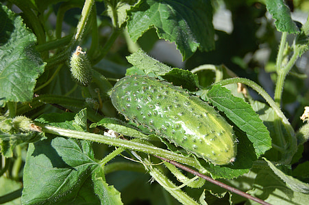 selective focus photography of green fruit thumbnail