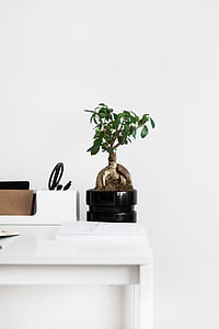 green leafed plant with round black pot on white shelf beside white wall thumbnail