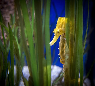 yellow seahorse surrounded by green coral thumbnail