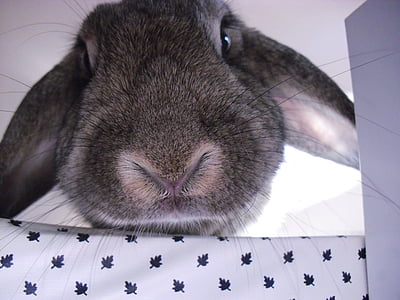 closeup photo of gray rabbit thumbnail