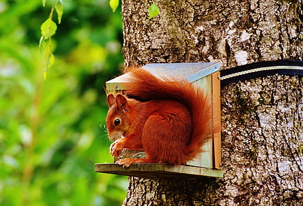 brown squirrel standing on brown wooden house thumbnail