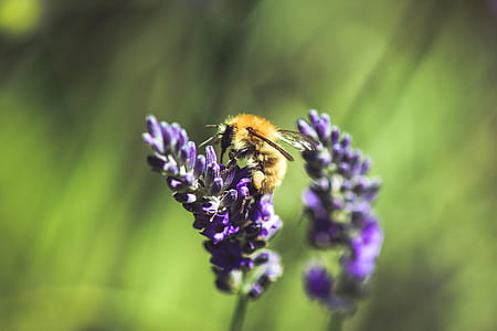 bee on purple flower thumbnail