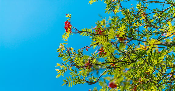 shallow focus photography of red flowers thumbnail