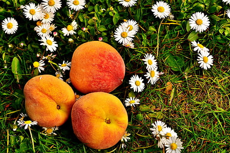 three orange fruits on white and yellow daisies thumbnail