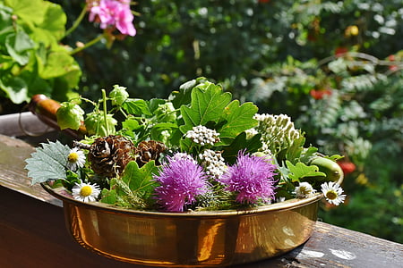 purple and green potted flowers photo taken during daytime thumbnail