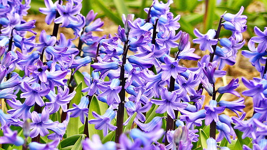 purple and green petaled flowers thumbnail