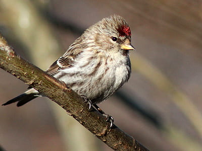 gray feathered bird thumbnail