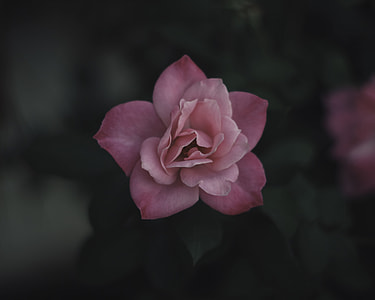 shallow focus photography of pink flower thumbnail