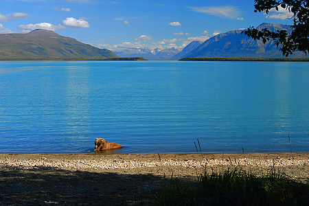 brown animal on water at daytime thumbnail