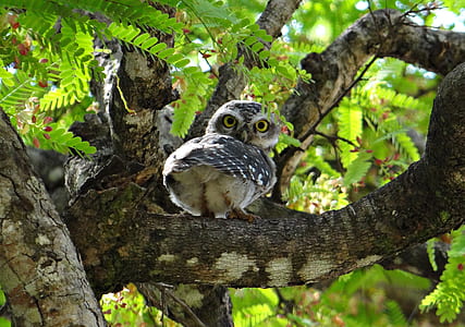 gray owl on tree branch thumbnail