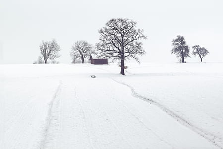 house surrounded by trees covered with snow thumbnail