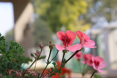 Focus Photo of Pink Petaled Flowers thumbnail