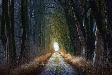 gray pathway surrounded with trees at daytime thumbnail