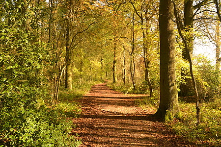 pathway surrounded by trees thumbnail