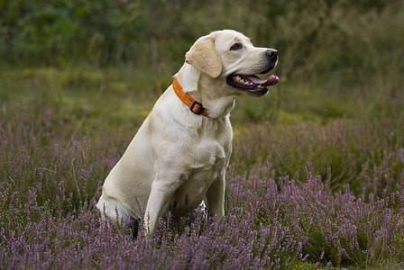 adult yellow Labrador retriever sitting on lavender field thumbnail