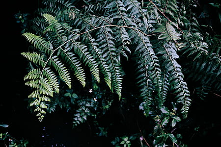 green fern plant thumbnail