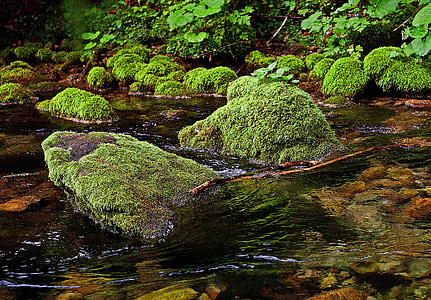 stream with grasses thumbnail