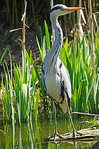 close-up photo of white and black bird thumbnail