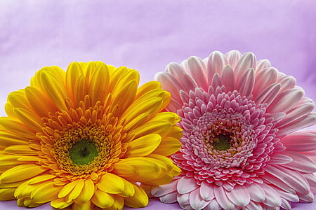 closeup photography of two blooming yellow and pink petaled flowers thumbnail