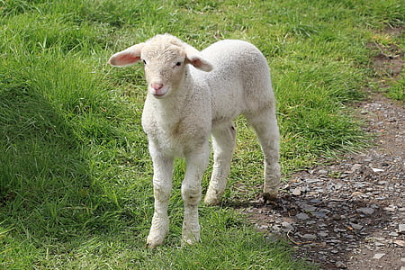 sheep in green grass field during daytime thumbnail