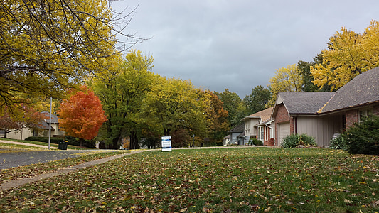 green leafed trees thumbnail