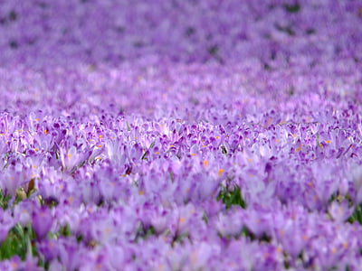 purple crocus flower field thumbnail