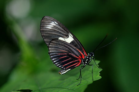 shallow focus of red and black butterlfy thumbnail
