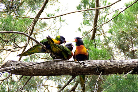 two green and one yellow birds on tree branch thumbnail