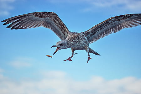 flying bird thumbnail