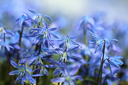 shallow focus photography of blue flowers thumbnail