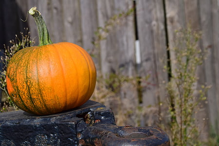 close up photography of pumpkin on receiver hitch thumbnail