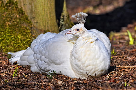 white peahen lying on soil thumbnail