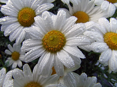 white flowers thumbnail