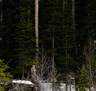 close-up photo of pine trees thumbnail