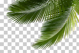 Arecaceae Asian palmyra palm Leaf Tree Sabal Palm, palm tree, green leaf tree PNG clipart