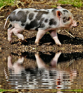 black, gray, and beige piglet thumbnail