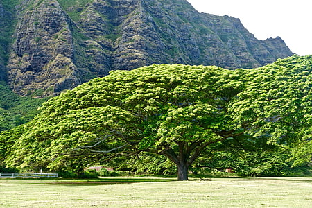 landscape photography of green leafed tree thumbnail