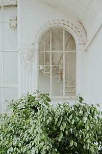 green leafed plant near white windowpane thumbnail