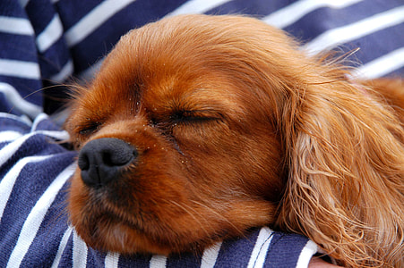 ruby cavalier King Charles spaniel sleeping on person's arm thumbnail