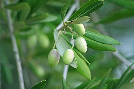 green mango fruit thumbnail