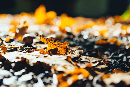 brown dried maple leaves photography thumbnail