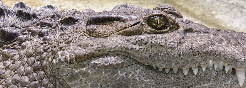 gray crocodile thumbnail