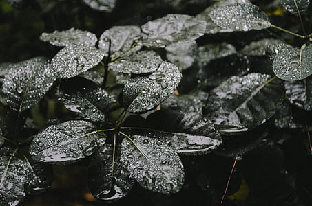 wet leaves of plant thumbnail